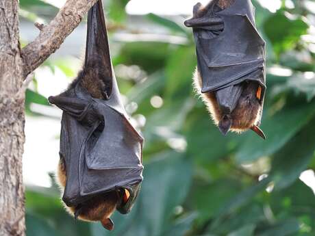 Animation chauves-souris
