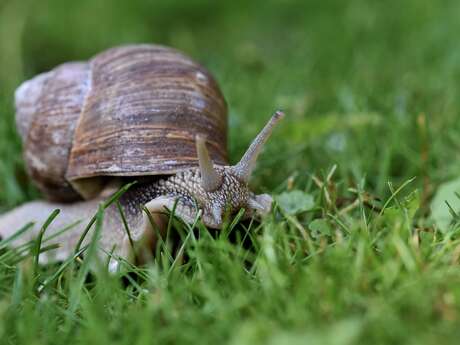 Escargots et Compagnie