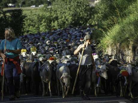 Transhumance de Sailhan