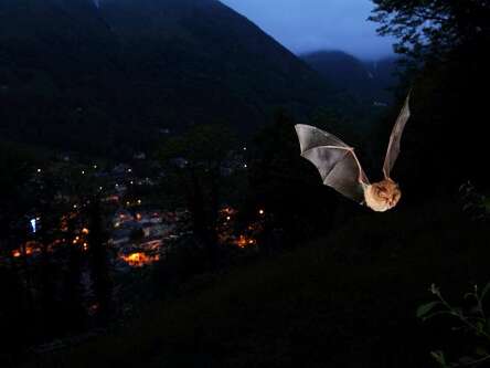 La nuit internationale de la chauve-souris