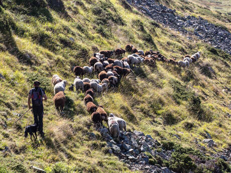 [CONFERENCE] A la rencontre des bergers des Pyrénées
