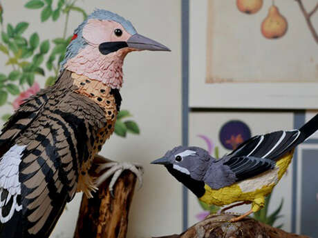 Exposition "Oiseaux de papiers" Maeva Collet