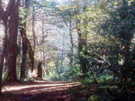 LE CHEMIN DES TUMULUS
