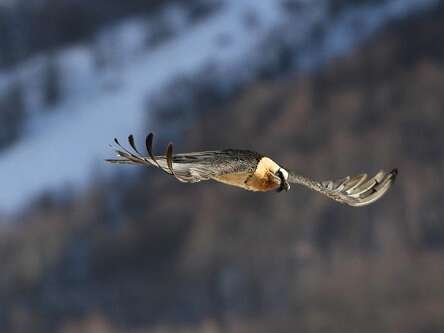 À la rencontre des oiseaux de montagne À la rencontre des oiseaux de montagne