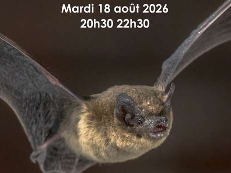 Balade « Chauve-souris : les demoiselles de la nuit »