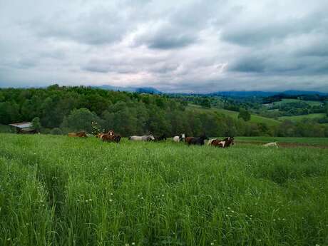 FERME ÉQUESTRE L'ARTIGOU