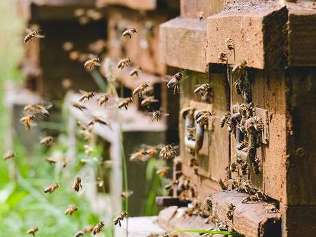 ABEILLES SANTE - BALLOT-FLURIN