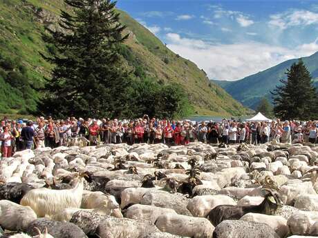 Transhumance au Lac d'Estaing