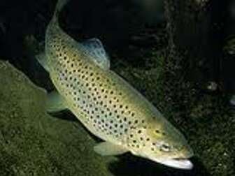 FERME PISCICOLE