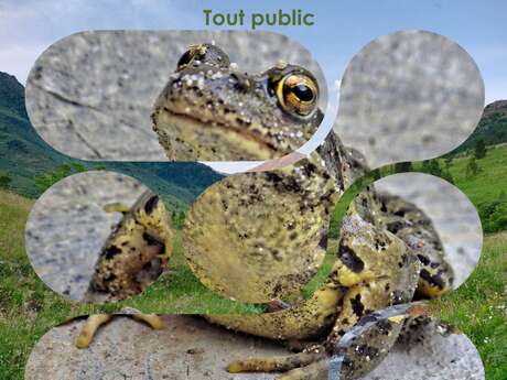 Atelier "FREQUENCE GRENOUILLE"