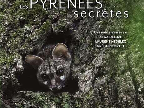 Projection : "Les Pyrénées secrètes : la discrète du piémont, la genette"