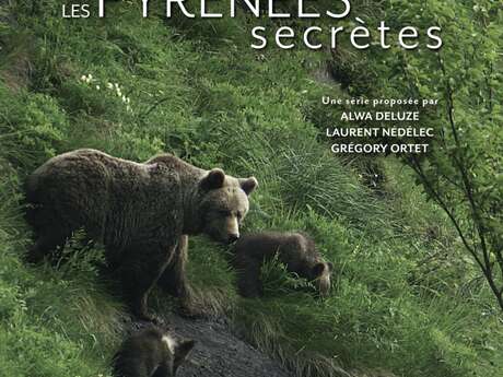 [PROJECTION] Le roi des forêts ancestrales, l'Ours brun