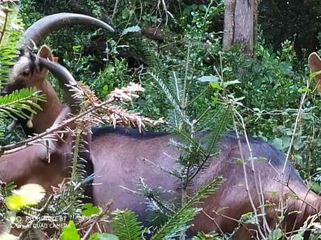 LA CHEVRERIE DE GOUAUX