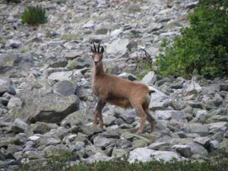 Rando à la découverte des isards