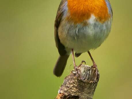 Oiseaux des jardins