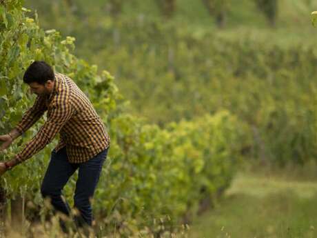 Dégustation de vins régionaux