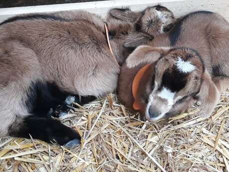 De Ferme en Ferme au Domaine de Peyroge