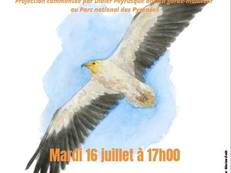 LES VOYAGES DU PETIT VAUTOUR BLANC : LE PERCNOPTERE D'EGYPTE