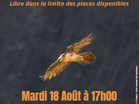 CONFERENCE AUTOUR DES VAUTOURS