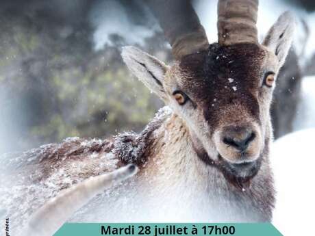 CONFERENCE SUR LE RETOUR DU BOUQUETIN IBERIQUE