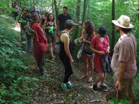 Récolter et cuisiner les plantes sauvages