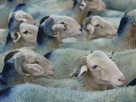 FERME ETCHEBARNE