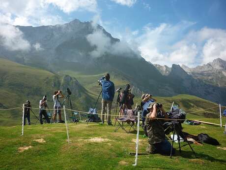 Stage-Formation "identification des rapaces en vol"