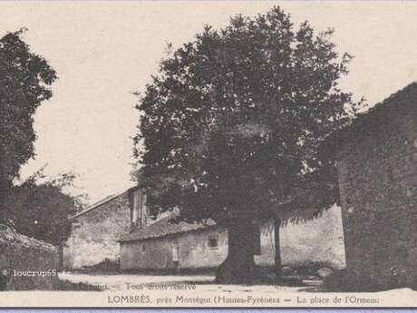 ARBRE DE LOMBRES