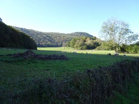 LE BOIS DE LAUBAGNE