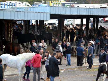 Foire aux chevaux de la Saint Luc