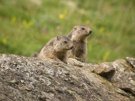 Rencontre avec les marmottes