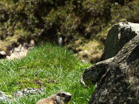 Fête des Marmottes aux couleurs de l'été