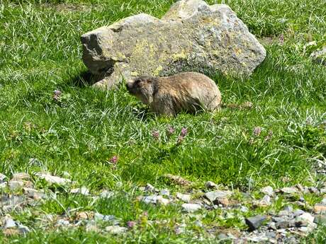 Fête des Marmottes aux couleurs de l'été