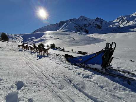 NO SPEED LIMIT - CHIENS DE TRAINEAU
