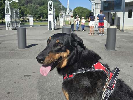 CEL'IN HOUSE PET SITTER - GARDE DE CHIEN