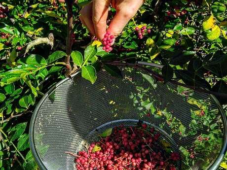 LA HALTE DE D'ARTAGNAN - BOUTIQUE