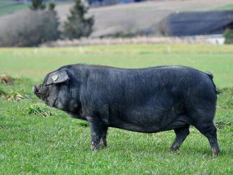 FERME GAJAN