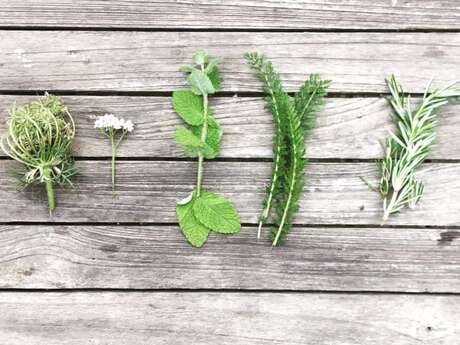 Balade à la découverte des plantes sauvages