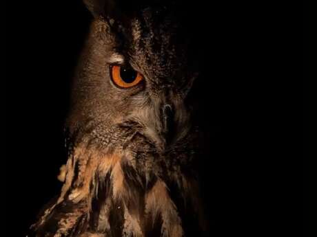 Festival Photogra’Vic