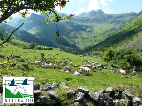 Sortie Natura 2000 : "Entre granges et estives, perchées sur les hauteurs, la vallée de Cestrède"