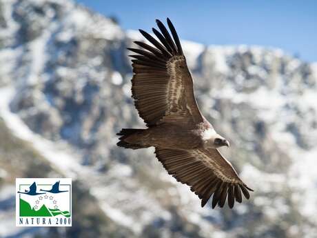 Sortie Natura 2000 : "À la découverte des rapaces du site Natura 2000 de Gavarnie"