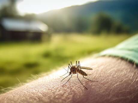 Atelier : Fabrication d’onguent contre les pîqures de moustique