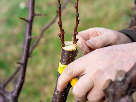 Causerie verte : Greffer arbres et arbustes, pourquoi et comment ?