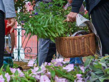 Adopte une plante