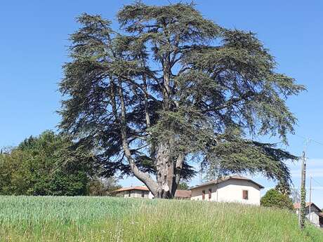A la découverte des arbres remarquables