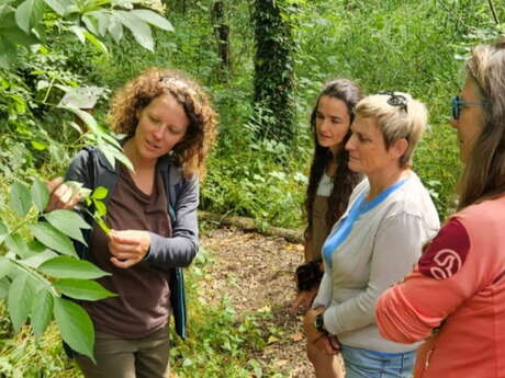Découverte florale : à la rencontre des plantes sauvages