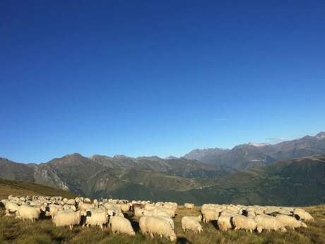 LES BERGERS DE BALESTAS
