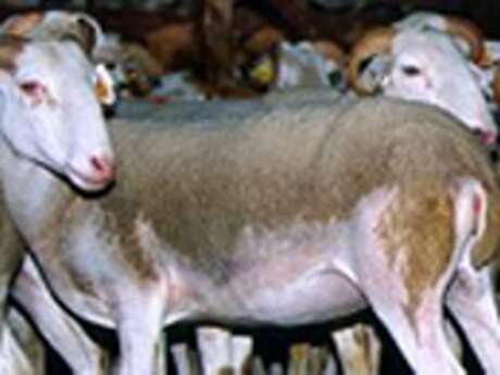 FERME ABADIE