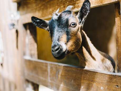 De Ferme en Ferme à la Ferme Lebbe