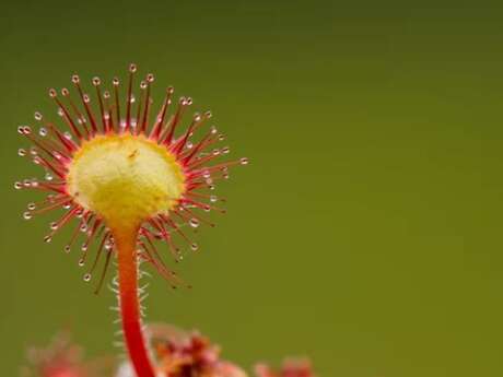 LA DROSERA